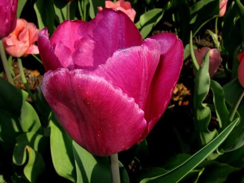 Dark Pink Tulips