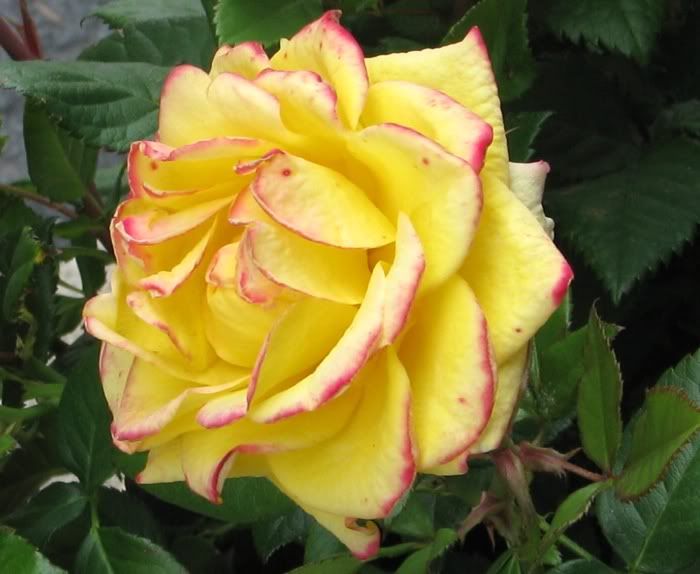 yellow roses pictures. Yellow Rose Picture