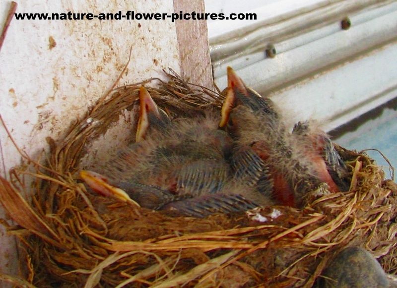 baby-birds-in-nest-9089.jpg