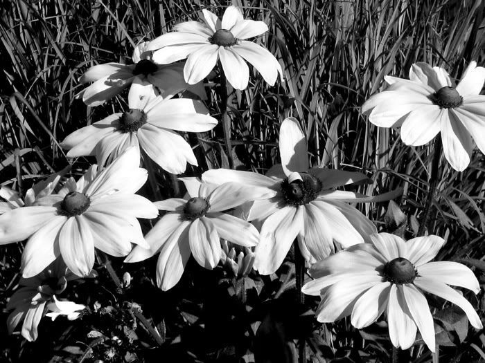 black and white photos of flowers. Black And White Photography
