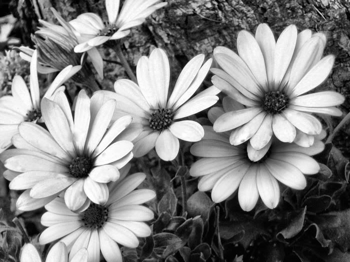 Black And White Daisy Photography. Black and White Photography