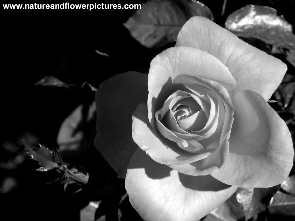 black and white photography roses. Black And White Photography