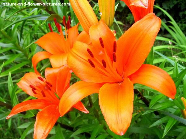 orange-lily-picture_0606w.jpg Orange Lily Flower Picture image by 
sallyann53