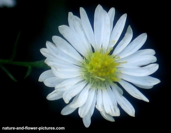 Wild+daisy+flower+pictures