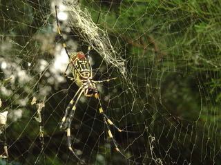 Korean Spiders