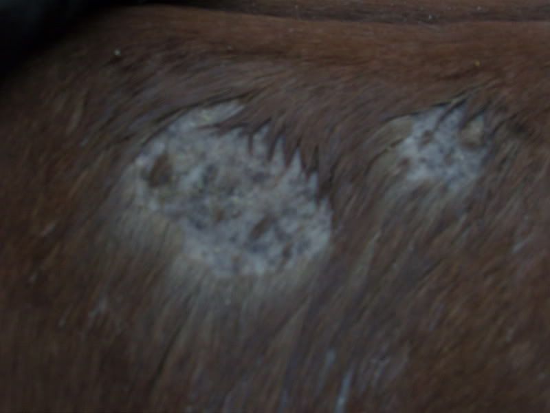 Horses With Ringworm