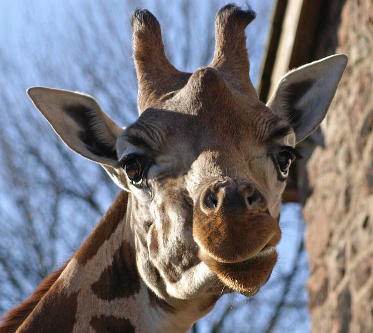 giraffe01.jpg