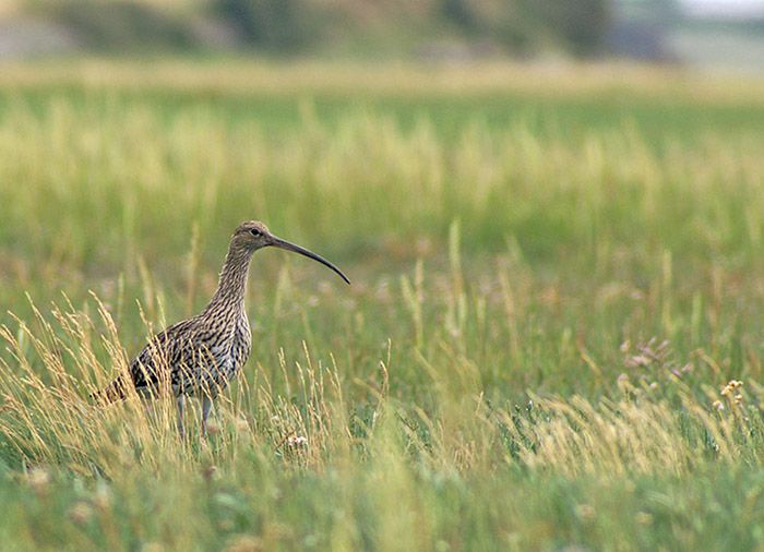curlew_0908AN.jpg