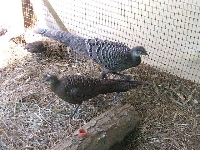 Kỹ thuật nuôi chim công xám/ gà tiền mặt vàng