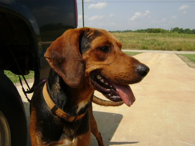 is an almost 2 year old Treeing Walker/Black & Tan Coonhound mix.