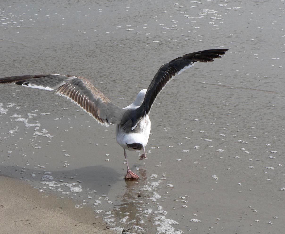 seagel Pictures, Images and Photos