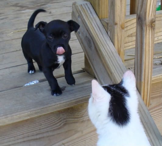 IMAGE(http://i7.photobucket.com/albums/y285/stauffie/critters/P1080852.jpg)