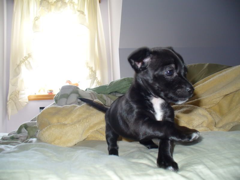 IMAGE(http://i7.photobucket.com/albums/y285/stauffie/critters/P1080871.jpg)