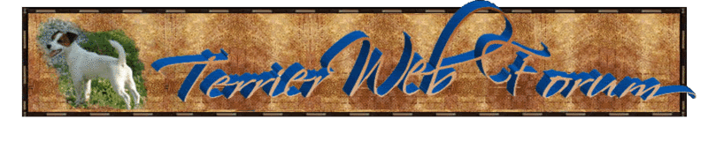 Welcome to the New Terrier Web Network