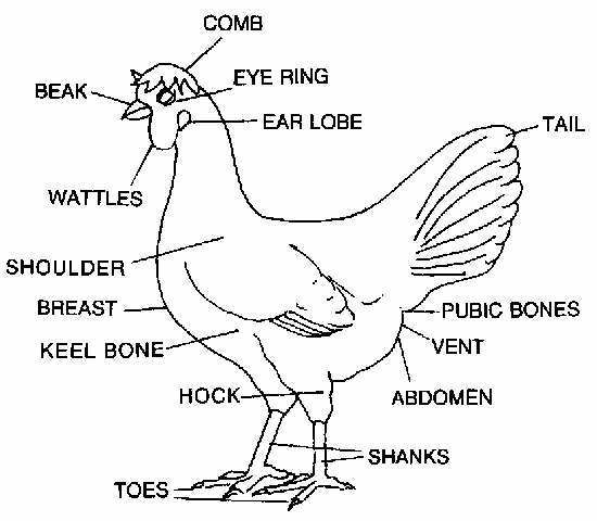 Anatomy Of Hen