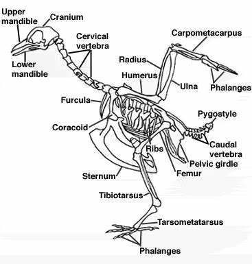 chicken skeletal structure