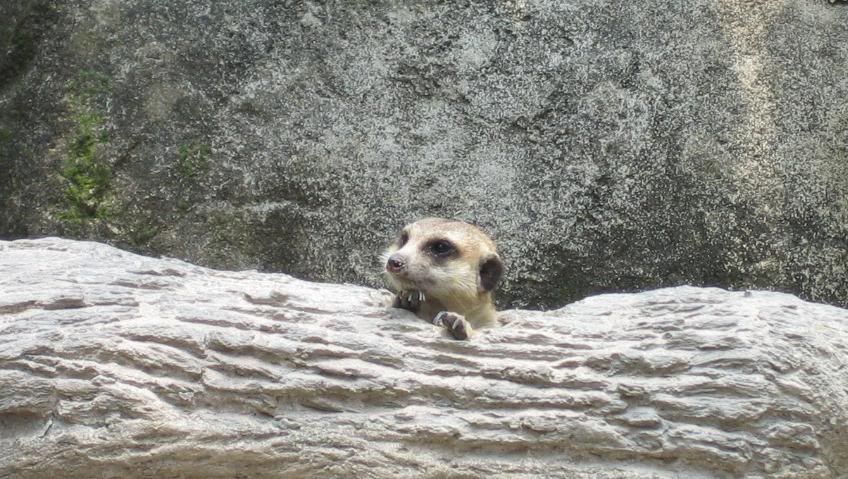 animal1.jpg