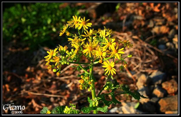 IMAGE: http://i7.photobucket.com/albums/y288/19gizmo85/Photography/Picture053.jpg