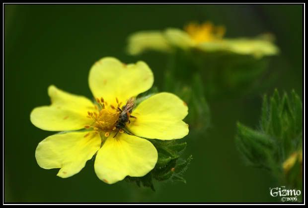 IMAGE: http://i7.photobucket.com/albums/y288/19gizmo85/Photography/Picture116a.jpg