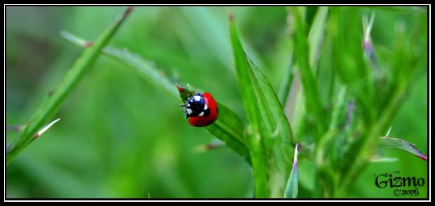 IMAGE: http://i7.photobucket.com/albums/y288/19gizmo85/Photography/Picture160.jpg