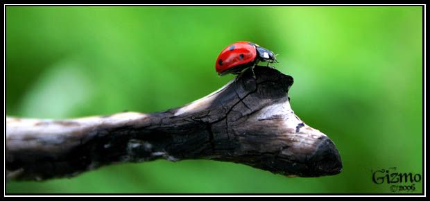 IMAGE: http://i7.photobucket.com/albums/y288/19gizmo85/Photography/Picture179.jpg