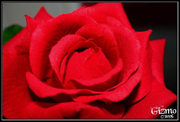 IMAGE: http://i7.photobucket.com/albums/y288/19gizmo85/Photography/rose.jpg