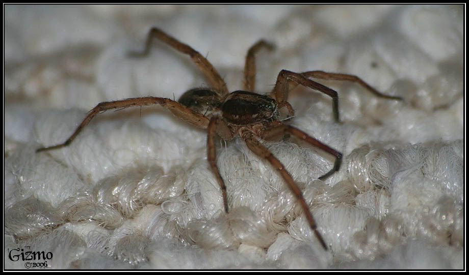 IMAGE: http://i7.photobucket.com/albums/y288/19gizmo85/Picture092.jpg