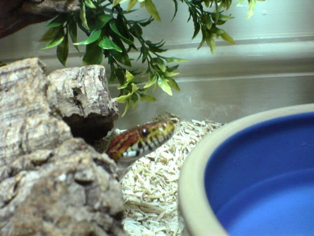 DSC00041.jpg