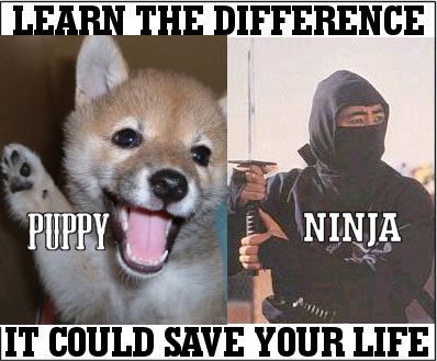 puppyin.jpg