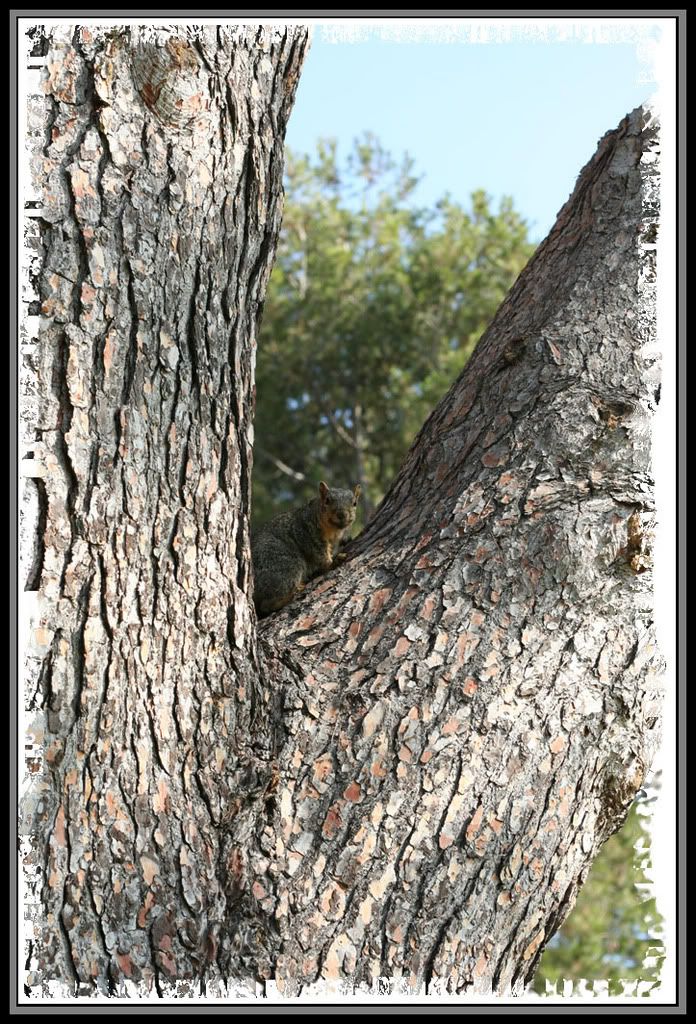 IMAGE: http://i7.photobucket.com/albums/y289/plumers/aer0013.jpg