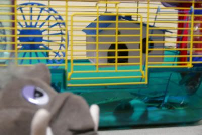 http://i7.photobucket.com/albums/y289/saragoescrazy3/toyvoyagers/elephant_mice.jpg