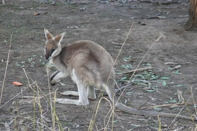 http://i7.photobucket.com/albums/y289/saragoescrazy3/toyvoyagers_zoo/whiptail_wallaby.jpg