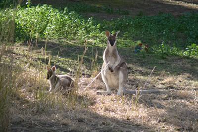 http://i7.photobucket.com/albums/y289/saragoescrazy3/toyvoyagers_zoo/whiptail_wallaby2.jpg