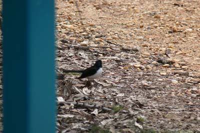 http://i7.photobucket.com/albums/y289/saragoescrazy3/toyvoyagers_zoo/willy_wagtail.jpg