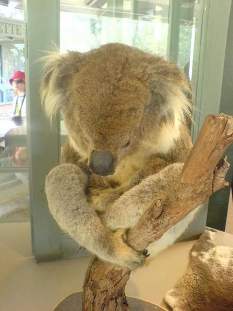 koala.jpg