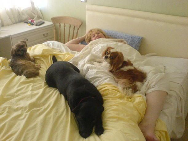 suedogs.jpg