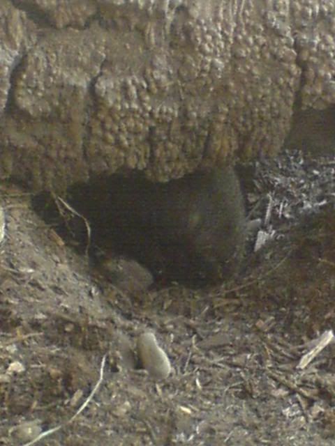 wombat.jpg