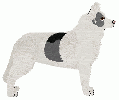 petz 5 breedz downloads husky