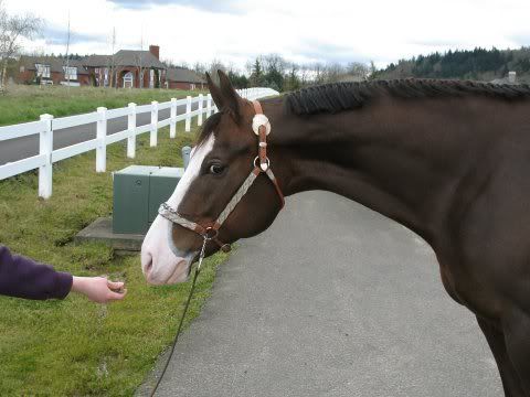IMAGE(http://i7.photobucket.com/albums/y291/PeauxnyLover/Not%20Mine/bethshorse.jpg)