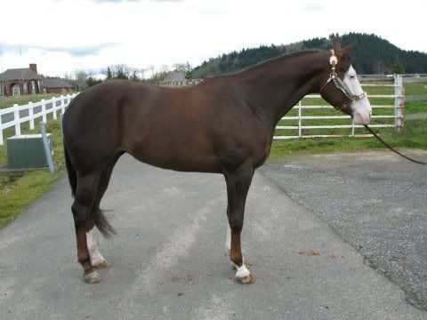 IMAGE(http://i7.photobucket.com/albums/y291/PeauxnyLover/Not%20Mine/bethshorse2.jpg)