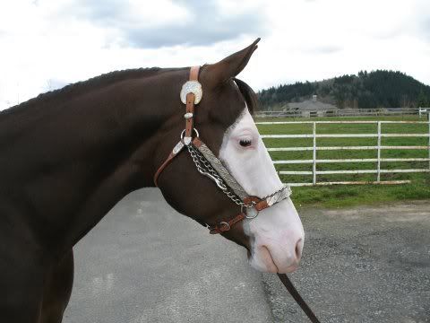 IMAGE(http://i7.photobucket.com/albums/y291/PeauxnyLover/Not%20Mine/bethshorse3.jpg)
