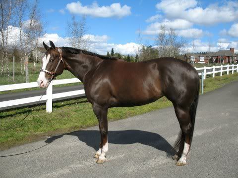 IMAGE(http://i7.photobucket.com/albums/y291/PeauxnyLover/Not%20Mine/bethshorse4.jpg)