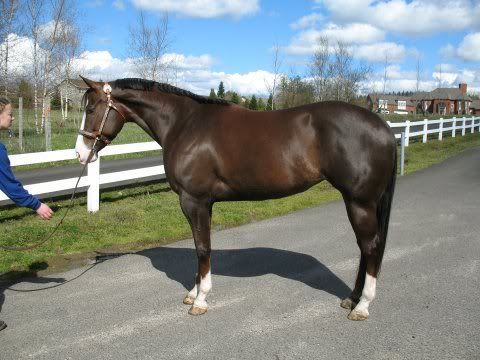 IMAGE(http://i7.photobucket.com/albums/y291/PeauxnyLover/Not%20Mine/bethshorse5.jpg)