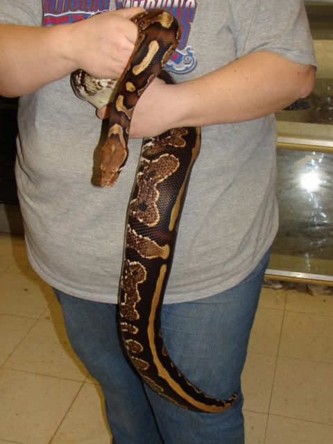 Borneo Short-tailed Python Snake