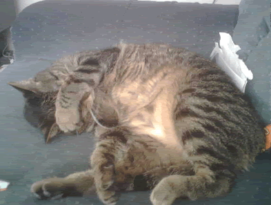 kitty