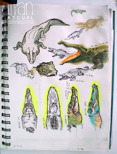 crocodile studies