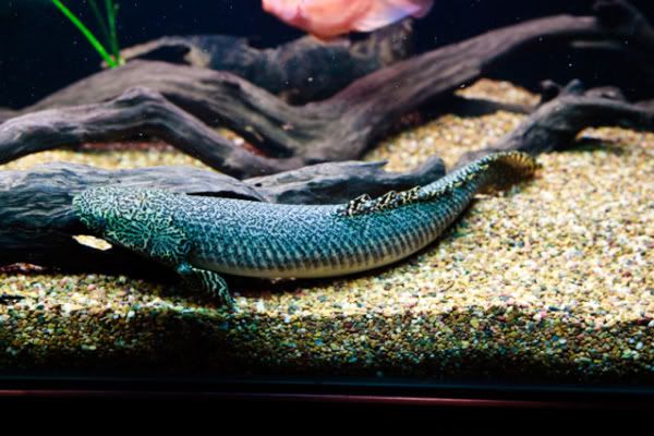 Ornate Bichir