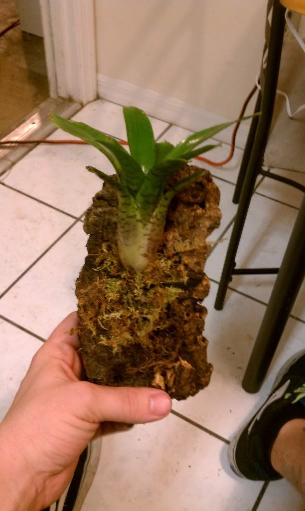 IMAG0131.jpg