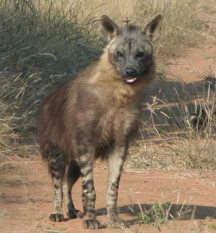 Hyena Sahara Desert Animals Photos