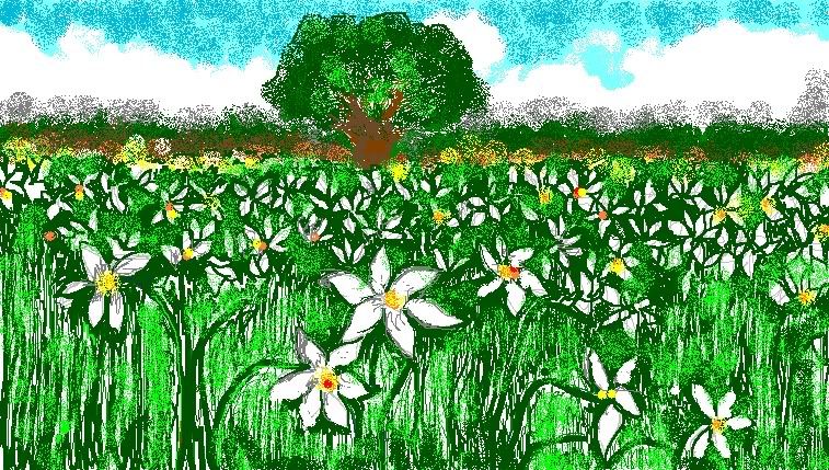 Narcissus in Bloom